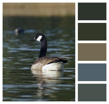 Canada Goose Goose Water Bird Image